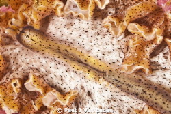 Roll out the red carpet for the  carpet worm by Peet J Van Eeden 